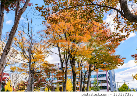 仙台,上杉山街,秋天 仙台,上杉山街,秋天 133157353