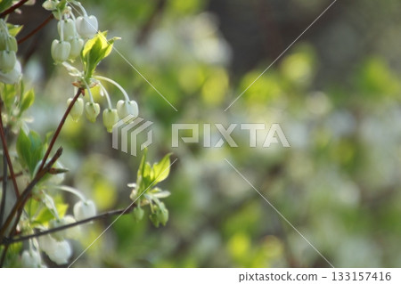 Enkianthus campanulatus in full bloom on a sunny day 133157416