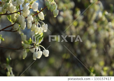 Enkianthus campanulatus in full bloom on a sunny day 133157417