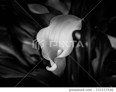 Monochrome World ~Simple Flower~ 133157436