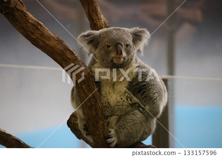 Koala Koala 133157596