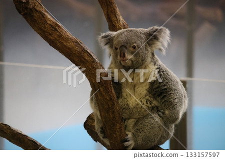 Koala 133157597