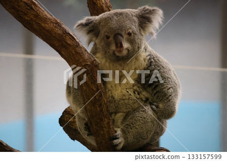 Koala Koala 133157599