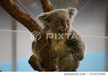 Koala 133157600