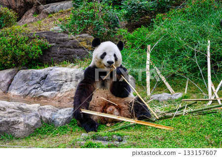 Ueno Zoo Panda Forest Panda Xiao Xiao (as of November 2025) 133157607