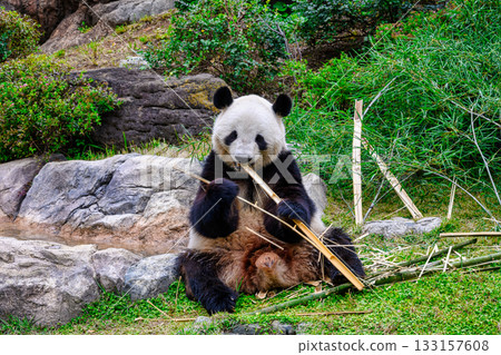 Ueno Zoo Panda Forest Panda Xiao Xiao (as of November 2025) 133157608