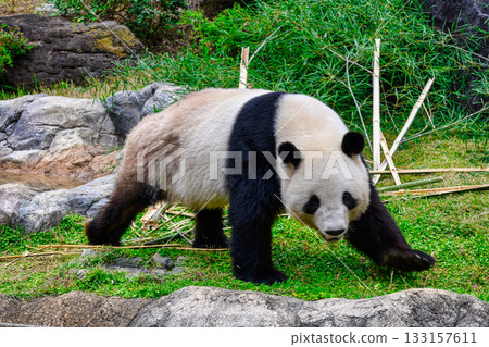 Ueno Zoo Panda Forest Panda Xiao Xiao (as of November 2025) 133157611