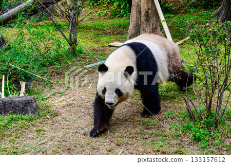 Ueno Zoo Panda Forest Panda Xiao Xiao (as of November 2025) 133157612