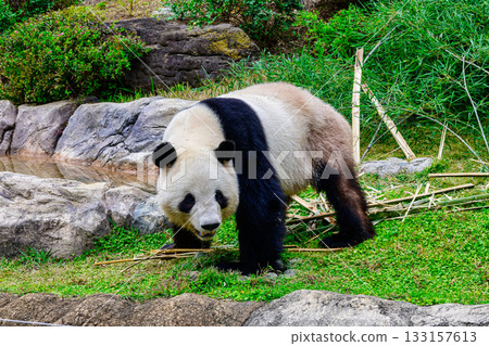 上野動物園熊貓森林熊貓小小（截至2025年11月） 133157613