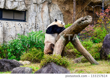 上野動物園熊貓森林熊貓小小（截至2025年11月） 133157614