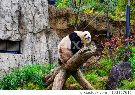 Ueno Zoo Panda Forest Panda Xiao Xiao (as of November 2025) Ueno Zoo Panda Forest Panda Xiao Xiao (as of November 2025) 133157615