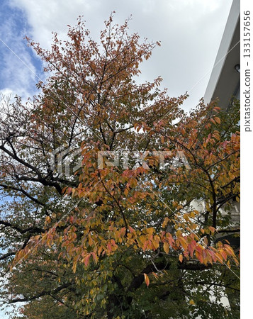 Autumnal leaves Autumnal leaves 133157656