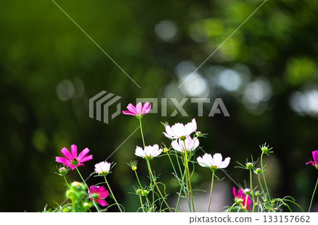 Pink cosmos flowers that add color to autumn Pink cosmos flowers that add color to autumn 133157662