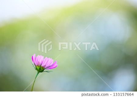 Pink cosmos flowers that add color to autumn 133157664