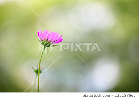 Pink cosmos flowers that add color to autumn 133157665