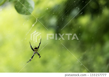 Scenery with orb spiders-2 Scenery with orb spiders-2 133157777