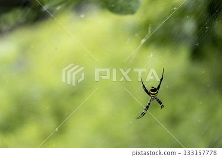 Scenery with orb spiders-3 133157778