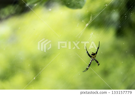 Scenery with orb spiders-4 133157779