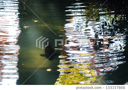 秋葉和鯉魚漂浮在水面上。 133157808