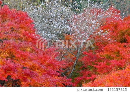 絢麗的秋葉和盛開的櫻花 絢麗的秋葉和盛開的櫻花 133157815