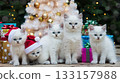 Christmas and kitten 133157988