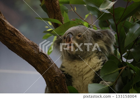 Koala 133158004