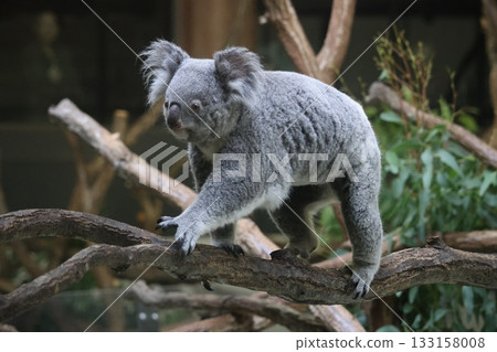 Koala 133158008