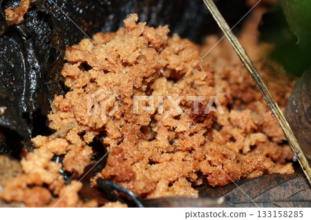 Frass mixed with wood chips and insect droppings piled up at the base of a tree (outdoor field macro photography) 133158285