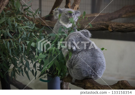 Koala 133158354