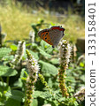 A red copper butterfly sucking nectar from mint flowers (autumn) 133158401