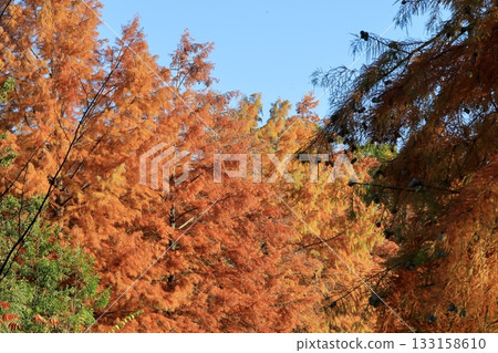 日本的秋天跡象 日本的秋天跡象 133158610