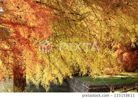 日本的秋天跡象 133158611