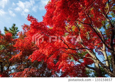 Beautiful autumn scenery in the Seto Inland Sea of Japan 133158657