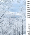 白雪覆蓋的樹木 133158733