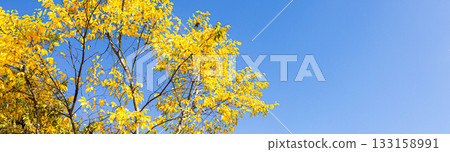 簡單的秋日風景，藍天紅葉，景色宜人。 133158991