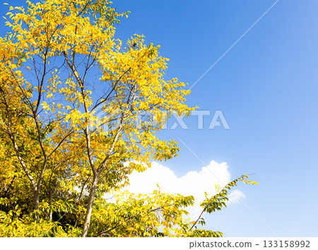 簡單的秋日風景，藍天紅葉，景色宜人。 133158992