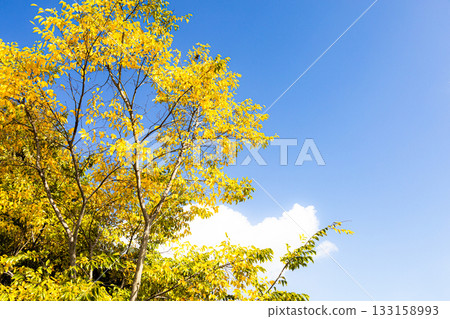 一幅簡潔開闊的秋日景色，藍天紅葉交相輝映。 133158993