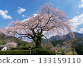 Harada Family's Weeping Cherry Blossoms, Miyazaki Prefecture 133159110