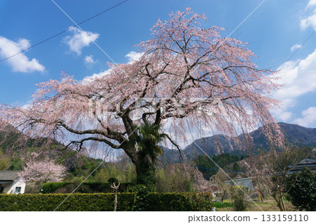 Harada Family's Weeping Cherry Blossoms, Miyazaki Prefecture 133159110