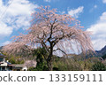 Harada Family's Weeping Cherry Blossoms, Miyazaki Prefecture 133159111
