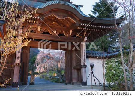 Weeping cherry blossoms at Josenji Temple in Miyazaki Prefecture Weeping cherry blossoms at Josenji Temple in Miyazaki Prefecture 133159232