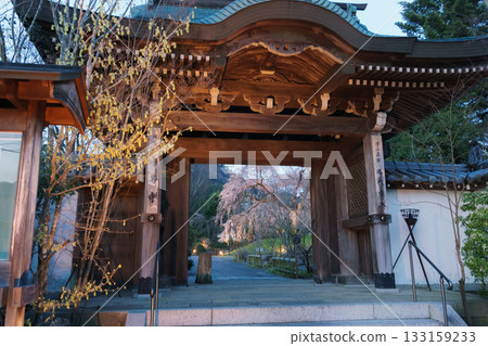 Weeping cherry blossoms at Josenji Temple in Miyazaki Prefecture Weeping cherry blossoms at Josenji Temple in Miyazaki Prefecture 133159233