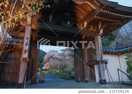 Weeping cherry blossoms at Josenji Temple in Miyazaki Prefecture 133159234