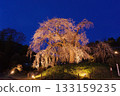 Weeping cherry blossoms at Josenji Temple in Miyazaki Prefecture 133159235