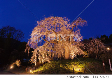 Weeping cherry blossoms at Josenji Temple in Miyazaki Prefecture Weeping cherry blossoms at Josenji Temple in Miyazaki Prefecture 133159235