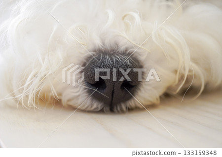 比熊幼犬的黑色鼻子和蓬鬆的白色皮毛 比熊幼犬的黑色鼻子和蓬鬆的白色皮毛 133159348