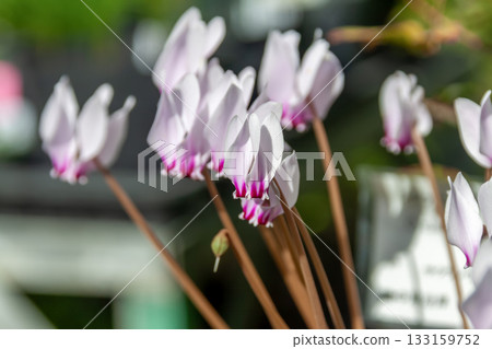 Cyclamen hederifolium [秋季盛開的仙客來] 133159752