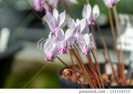 Cyclamen hederifolium [秋季盛開的仙客來] 133159753
