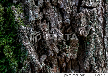Another name for Robinia pseudoacacia is Robinia japonica [Wood grain modeling/background material] 133159754
