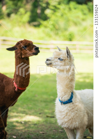 Two Adorable Alpacas in a Lush Green Pasture with Bright Sunlight Highlighting Their Unique Features and Playful Interactions in Nature 133159824